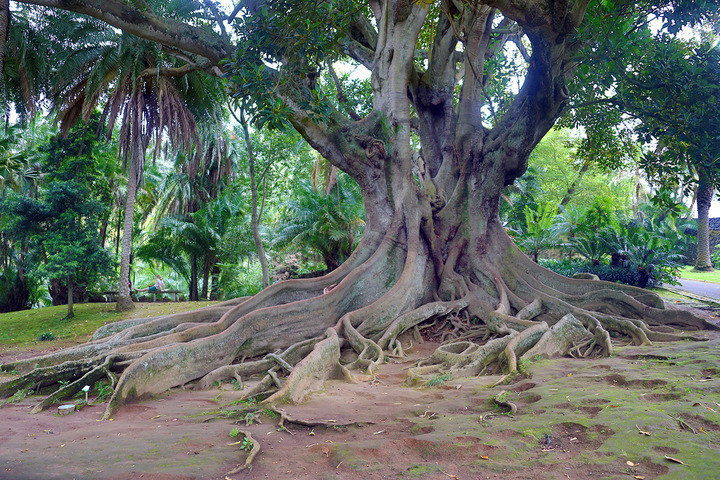 Vila Franca Do campo & Ilheu da Vila & Botanical garden in Ponta 