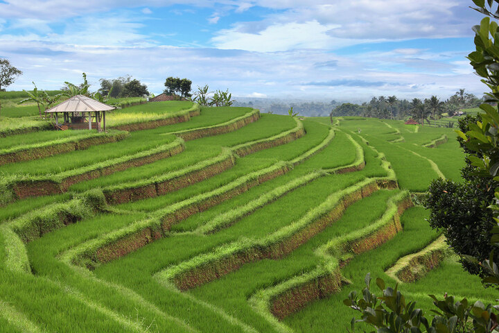 Bali