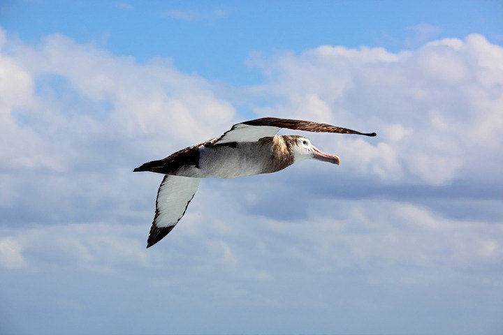 Albatros Island NW of South Georgie