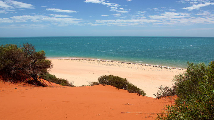 Shark Bay - Hamelin Pool