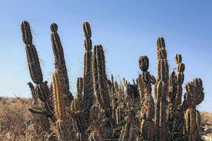 From Putre to Arica