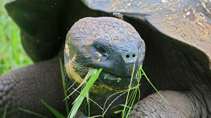 Galapagos - Santa Cruz