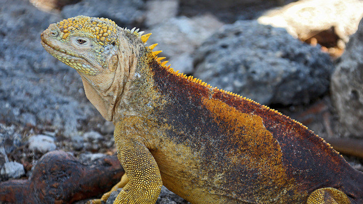 Galapagos - South Plaza Island