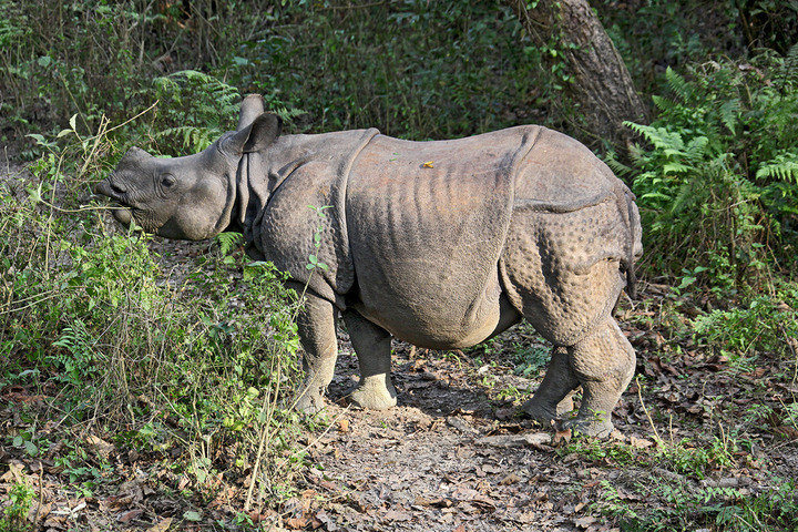 Chitwan