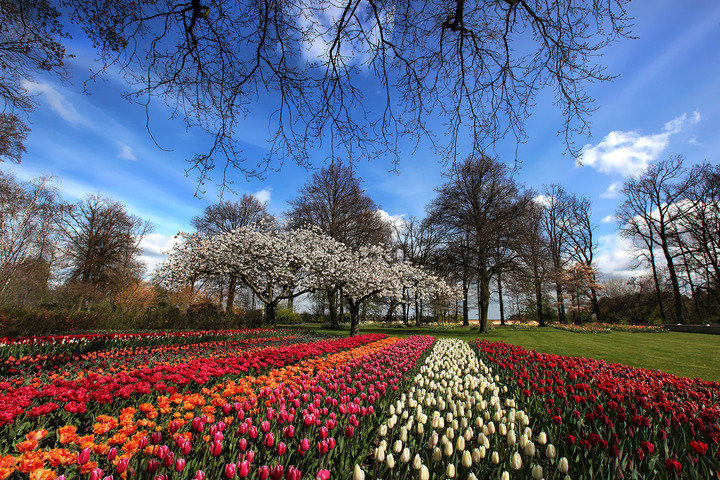 Amsterdam Flowers - Keukenhof Flower Exhibition - ( see also "selections" Keukenhof ) 