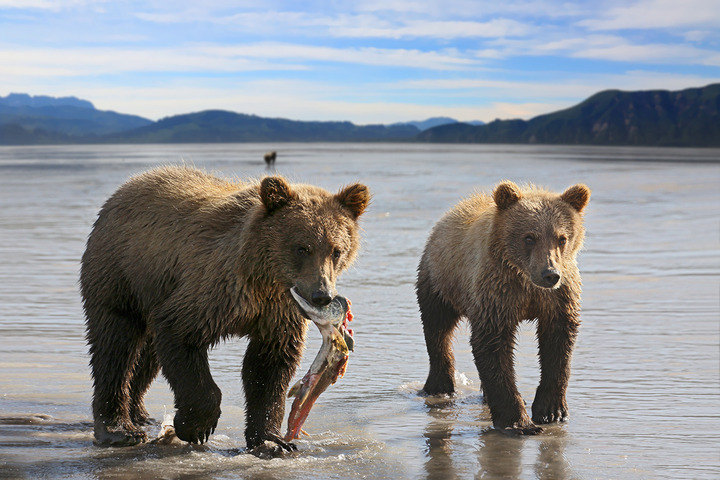 Homer - Kenai - 