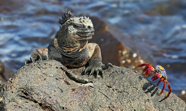 Galapagos - Carapatera & Divine Bay