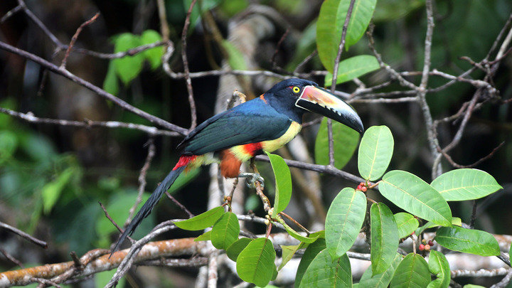 Tortuguero